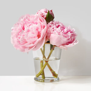 pink peonies glass julep cup vase