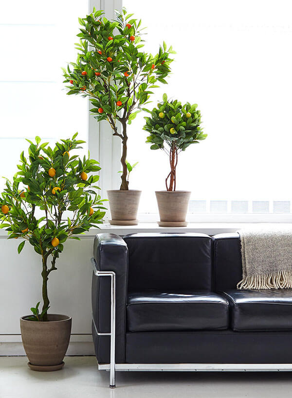 modern fall home decor color potted citrus trees and topiaries