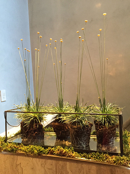 Antenna botanicals displayed in a glass box