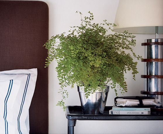domino mag bedside table with maidenhair fern plant in shiny metal pot