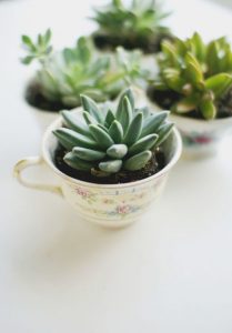 Using Teacups as Succulent Planters