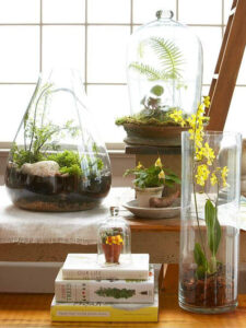 glass terrariums by window with ferns and orchids