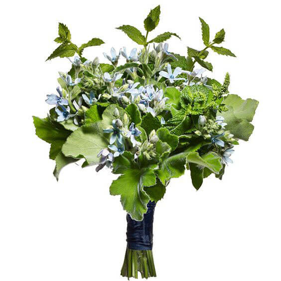 wedding bouquet with blue tweedia mint and geranium leaves